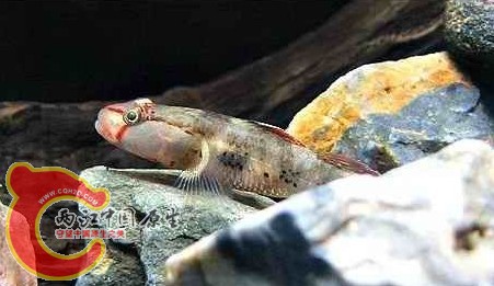 溪吻虾虎.jpg