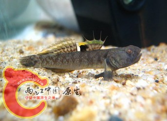 粘皮鲻虾虎.jpg