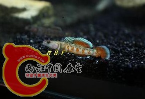 周氏吻虾虎.jpg