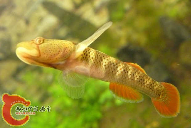 密点吻虾虎.jpg