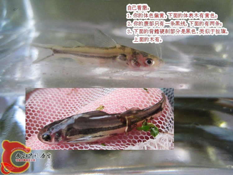 阳阳的鱼.jpg