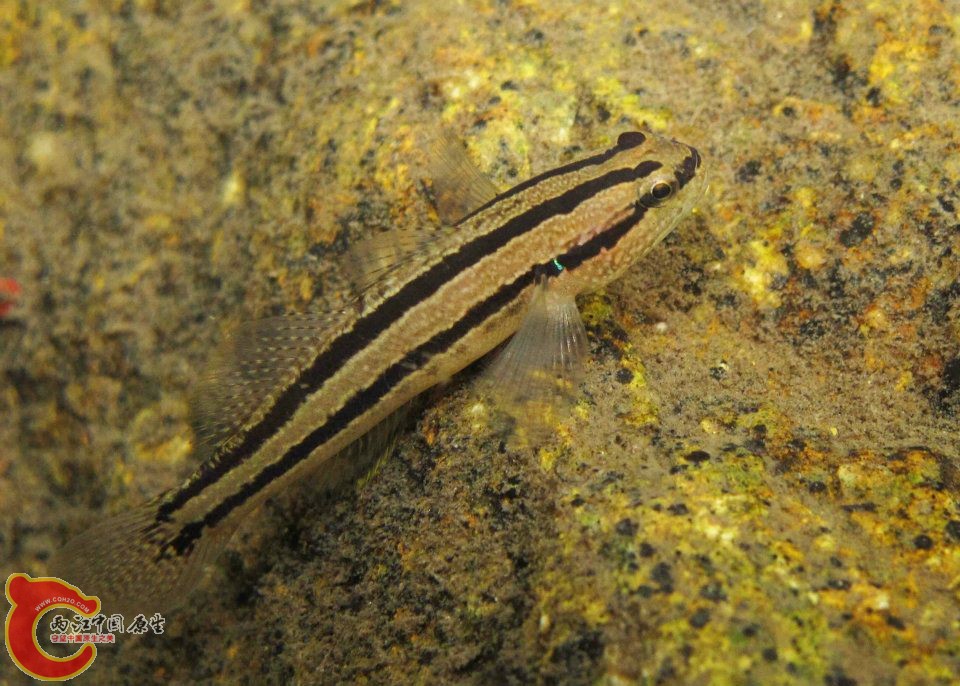 雙帶縞鰕虎魚 Tridentiger bifasciatus 