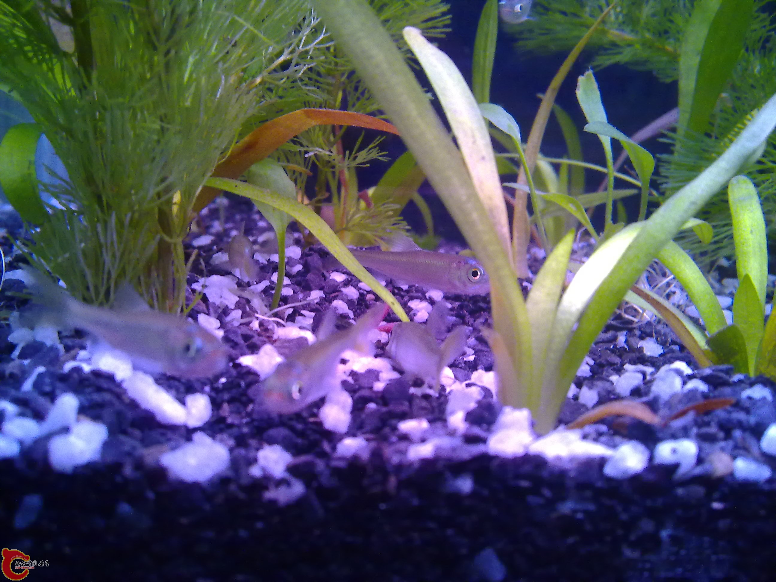 今天没吃的，只能将就蚯蚓了