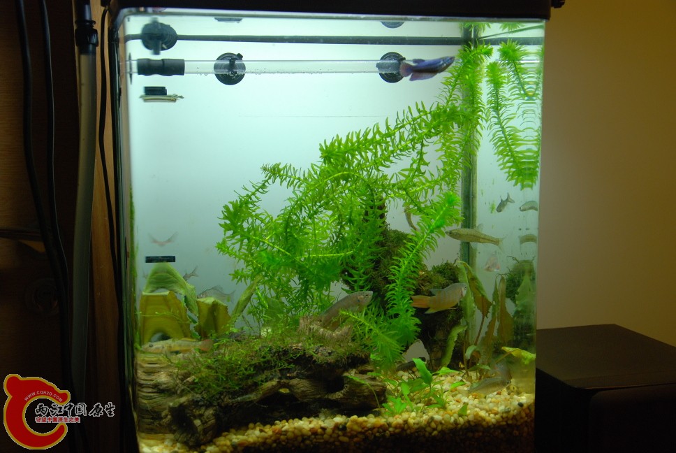 水族缸2