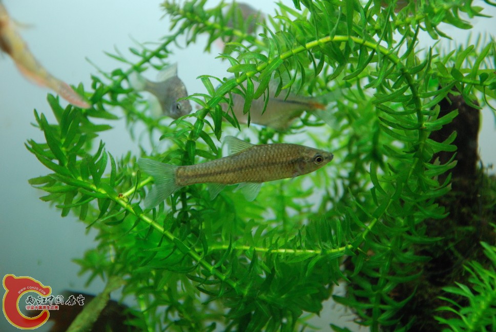 水族缸9