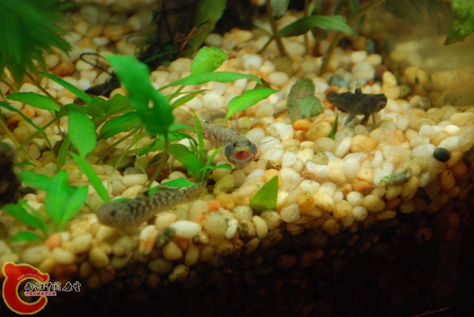 水族缸11