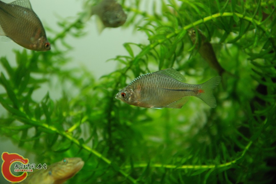 水族缸12