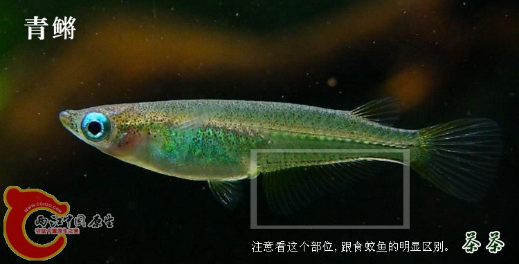 青鳉副本.jpg