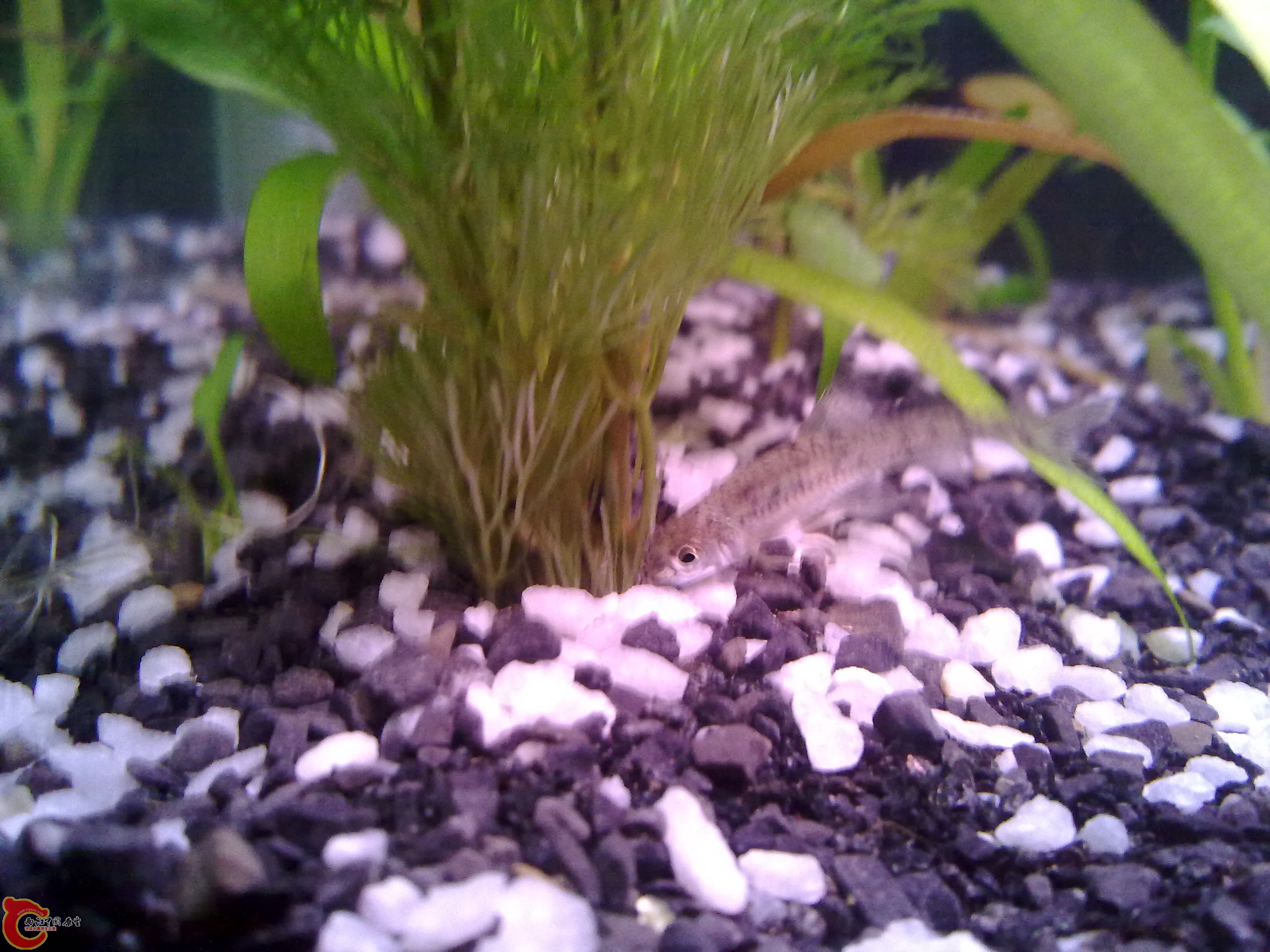 不知道是什么鱼，一共两条，感觉像麦穗，又有点不像