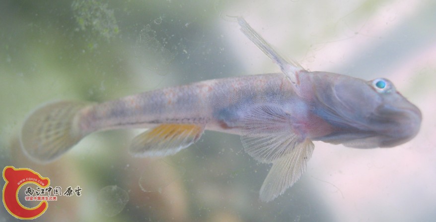 虾虎3.jpg