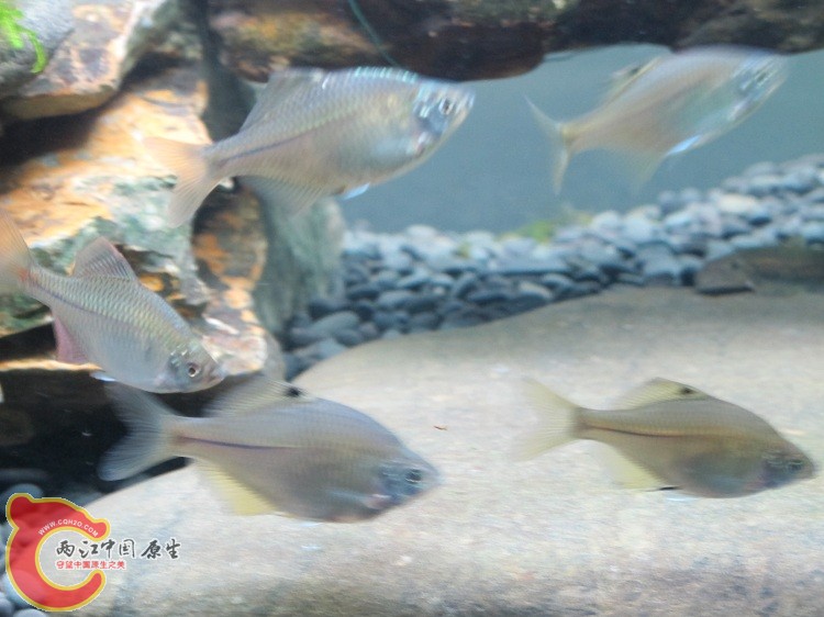 鰟皮什么品种