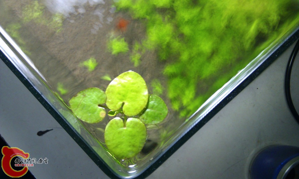 conew_imag0146.jpg