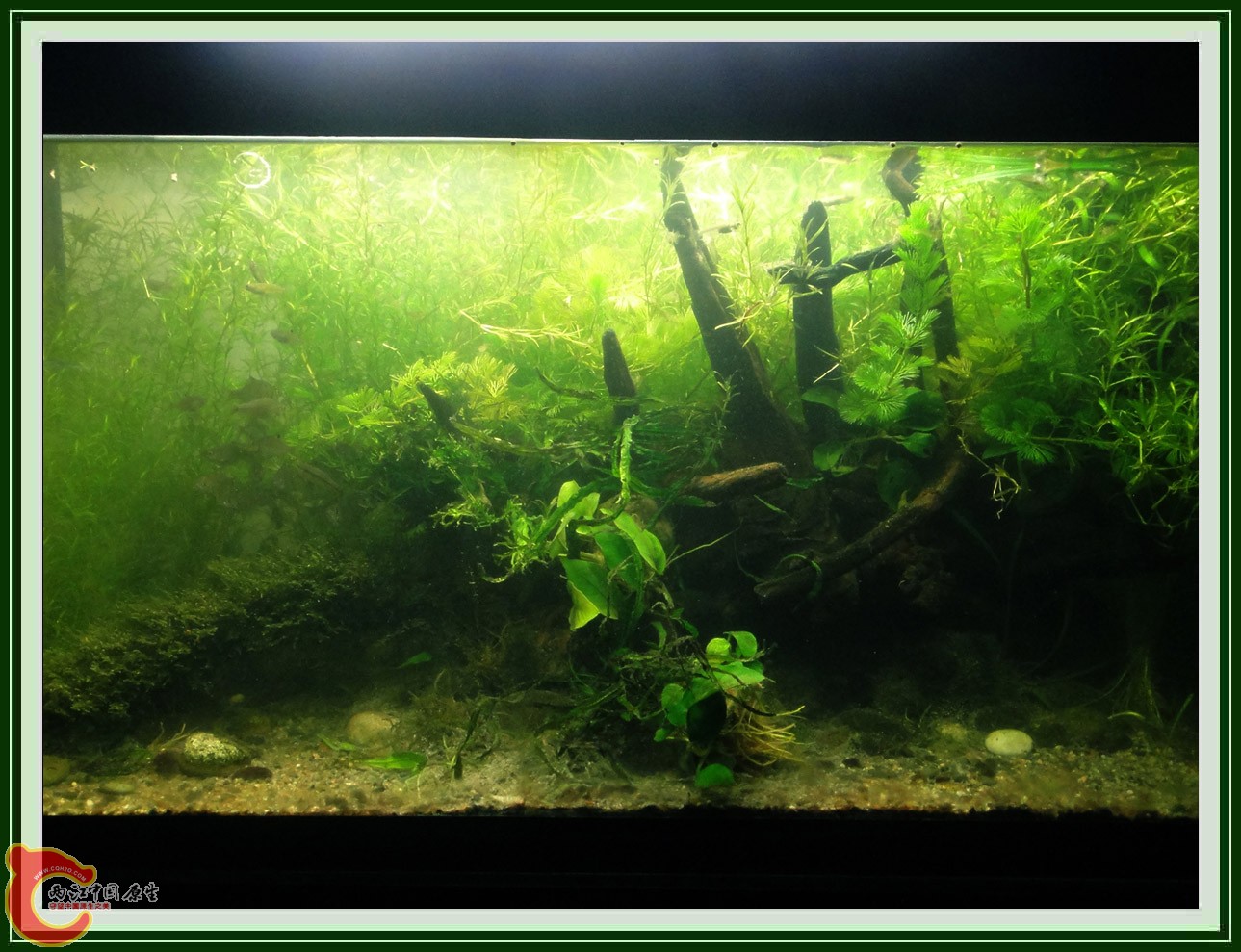 翻缸DSC01201.JPG