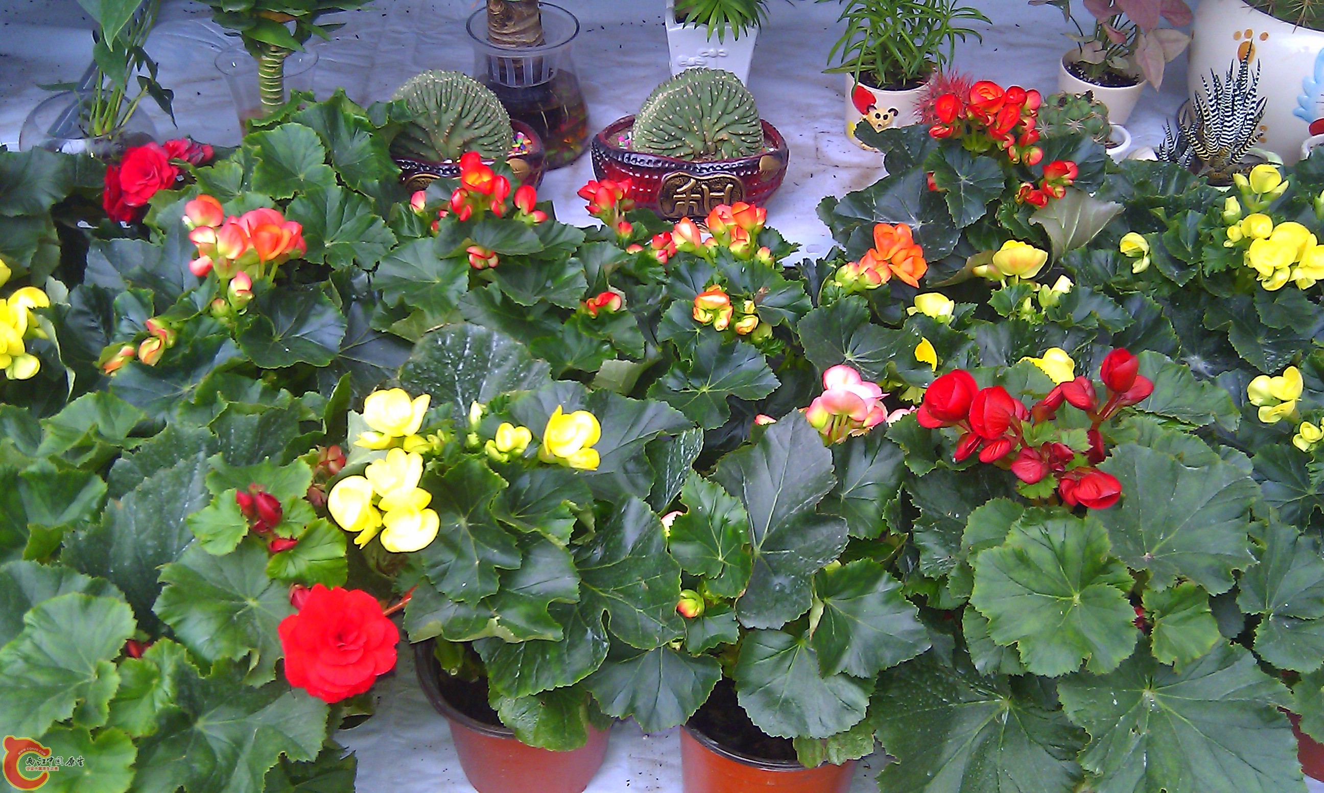 IMAG0071.jpg