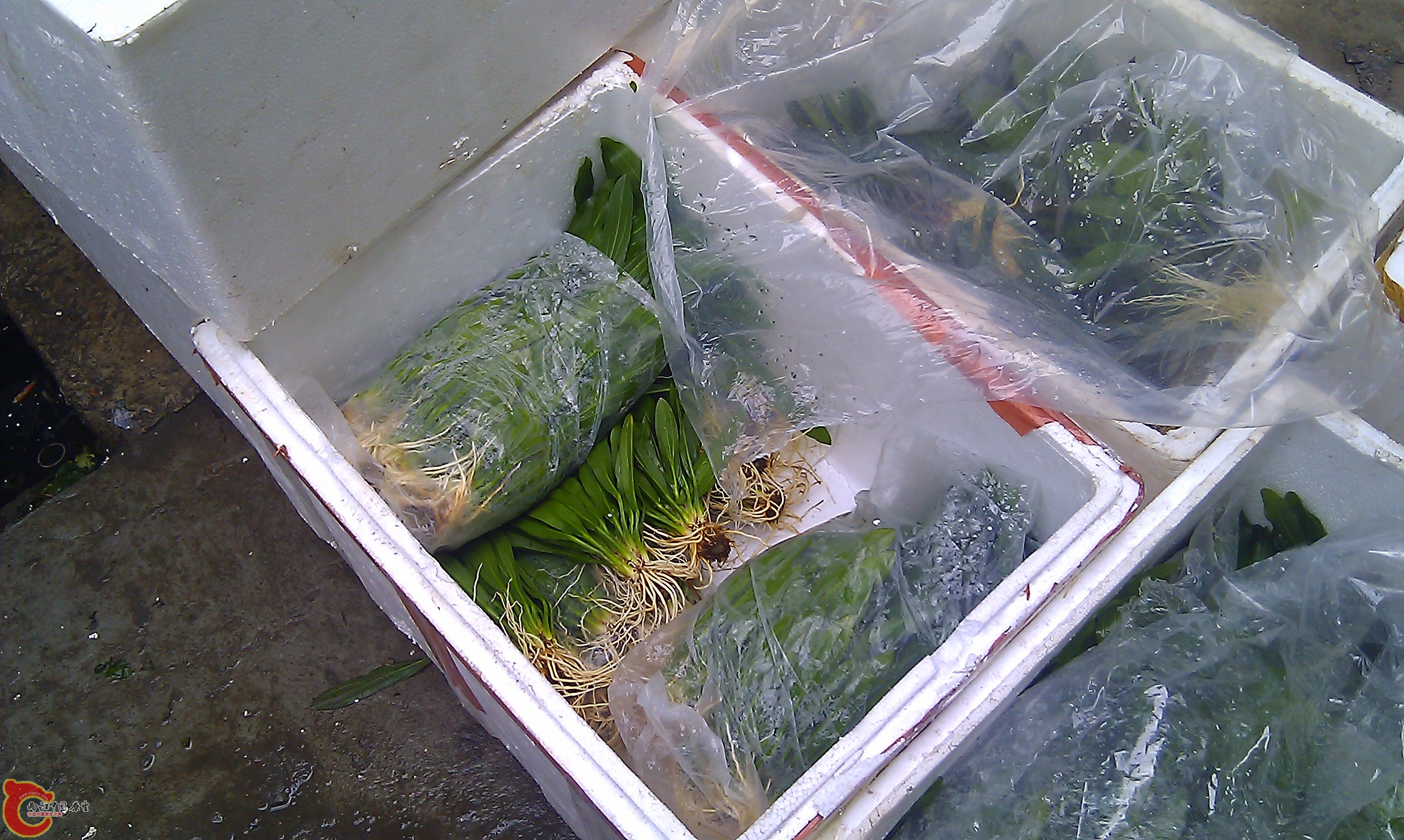 IMAG0075.jpg