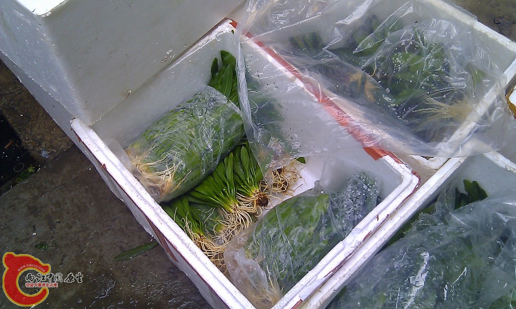 conew_imag0075.jpg