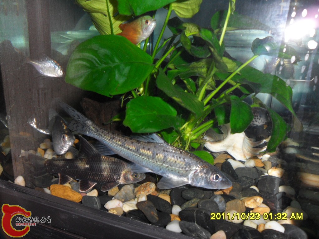 中间2种鱼.JPG