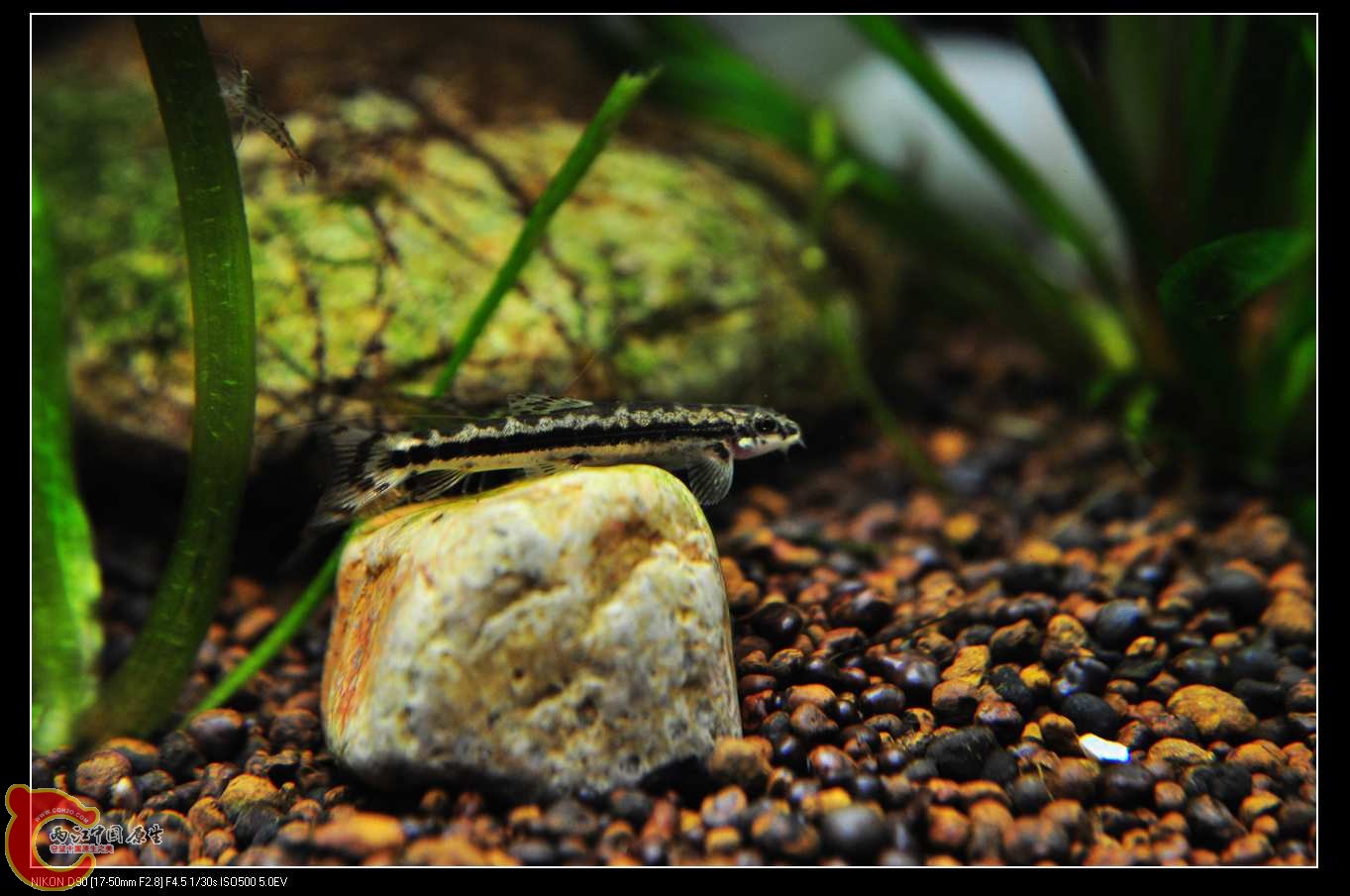 nEO_IMG_DSC_0129.jpg