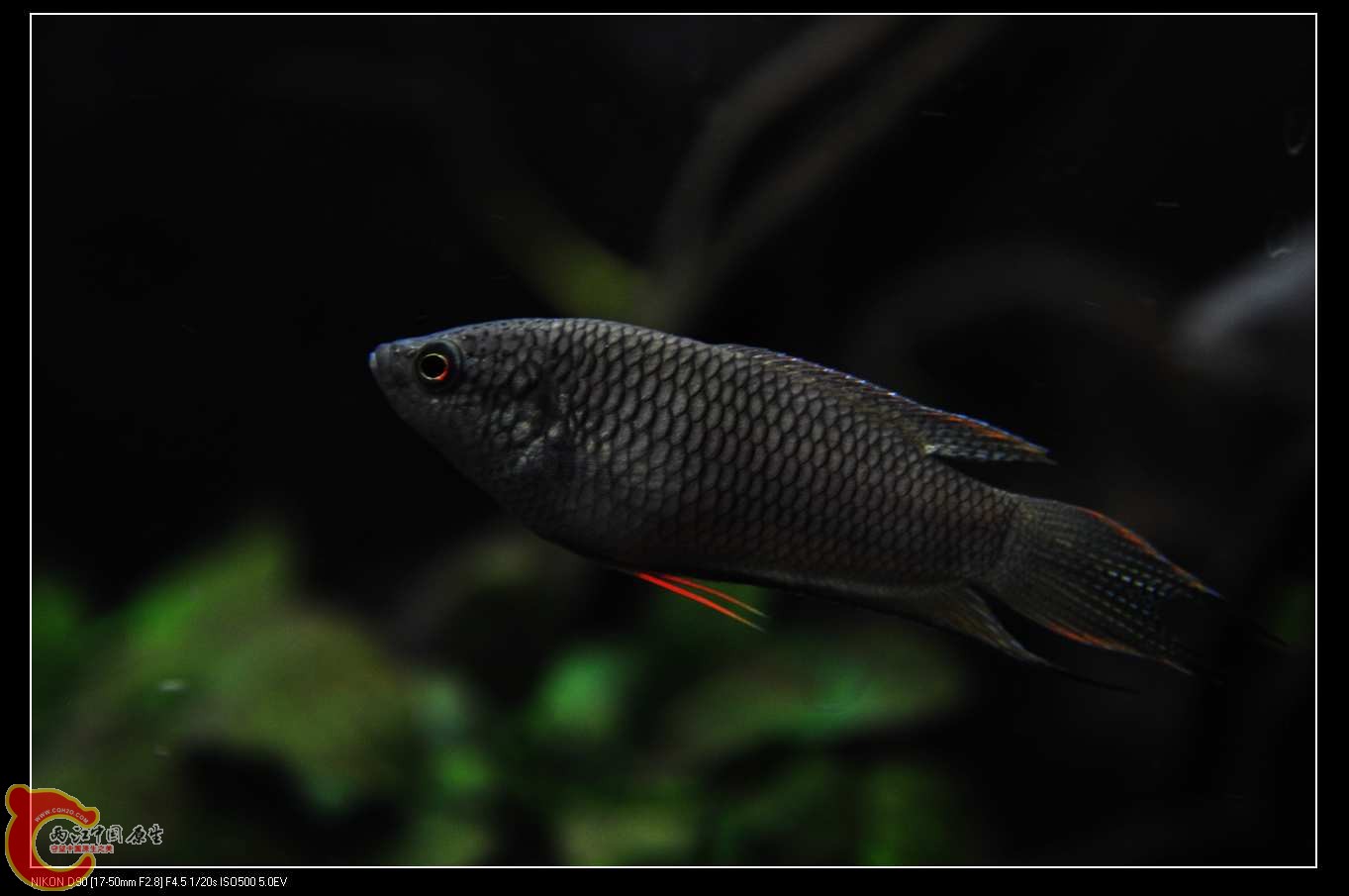 nEO_IMG_DSC_0132.jpg