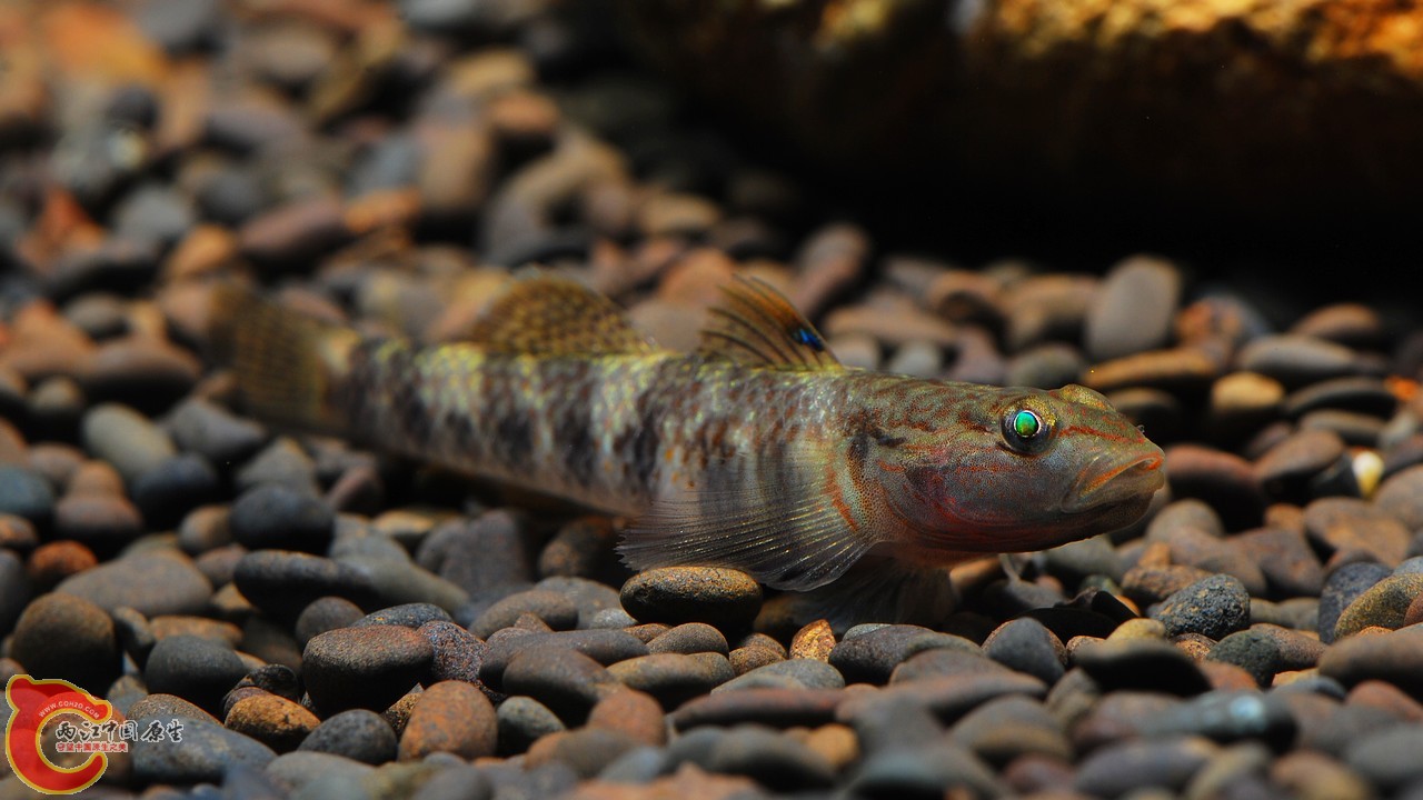 DSC_0251.jpg