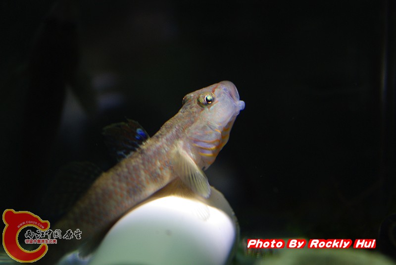 IMGP0107_副本.jpg