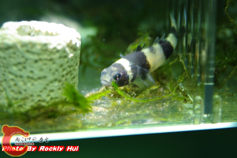 IMGP0111_副本.jpg