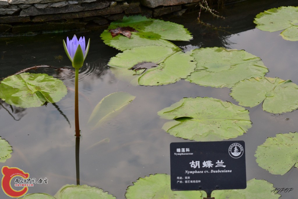 conew_胡蝶兰睡莲.jpg