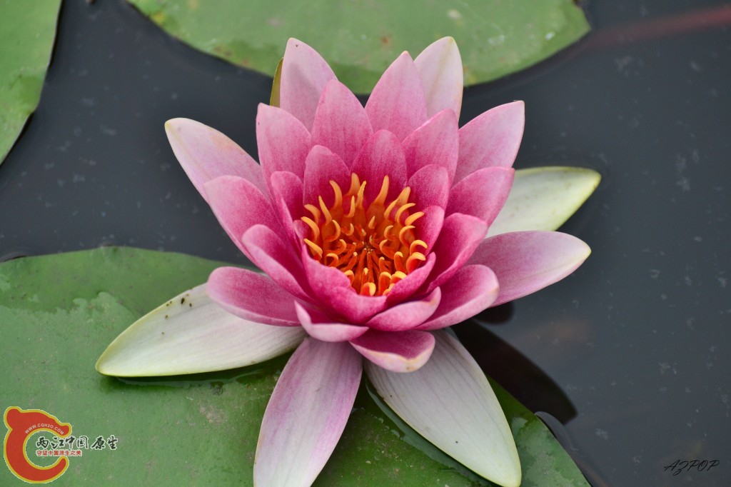 conew_美威丽睡莲 (1).jpg