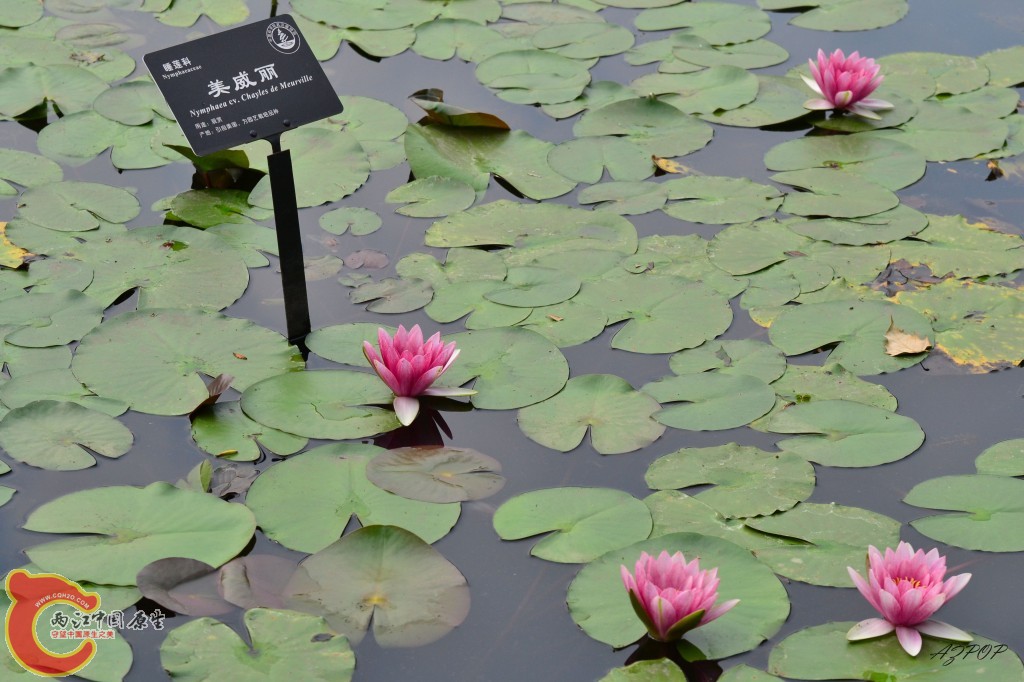 conew_美威丽睡莲 (2).jpg