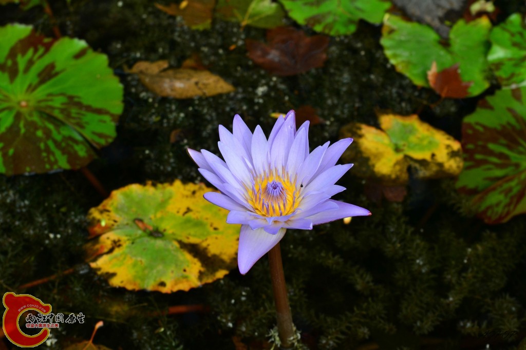 conew_汤姆斯睡莲 (1).jpg