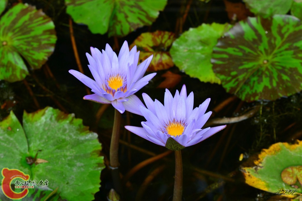 conew_汤姆斯睡莲 (2).jpg