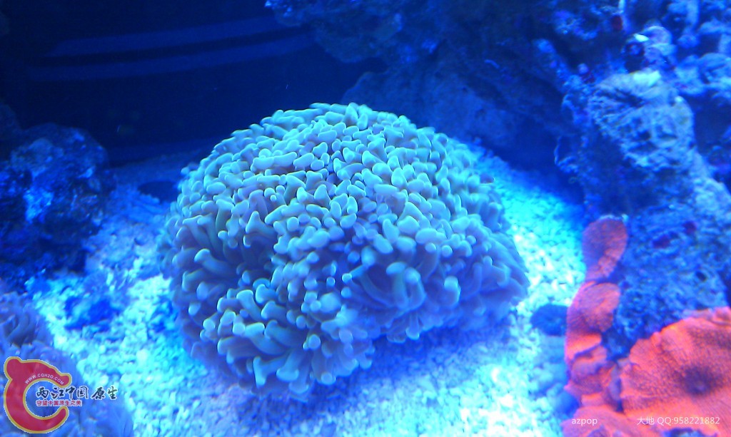 海水缸 (12).jpg