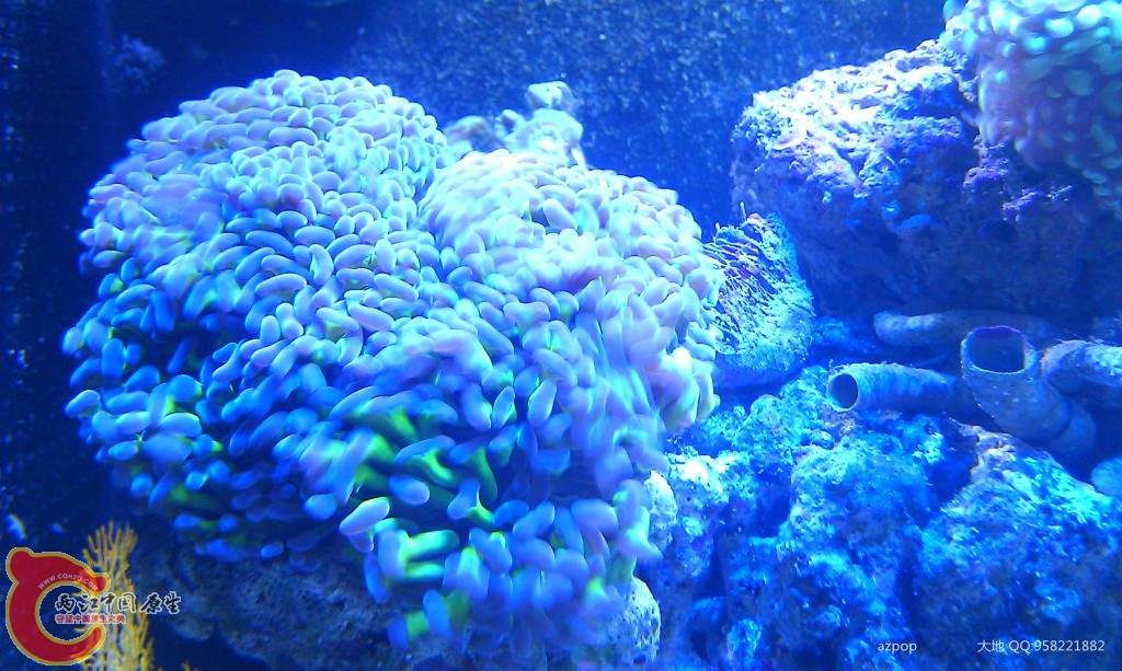 海水缸 (16).jpg