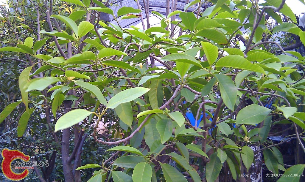 玉兰花？.jpg