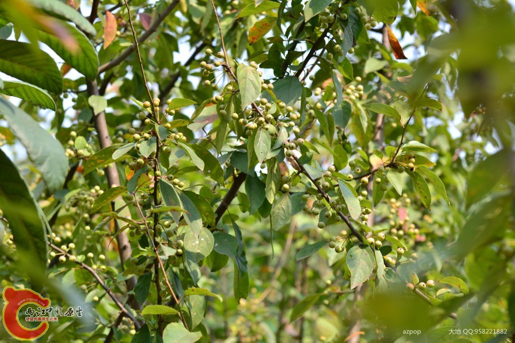 conew_20110925_523.jpg