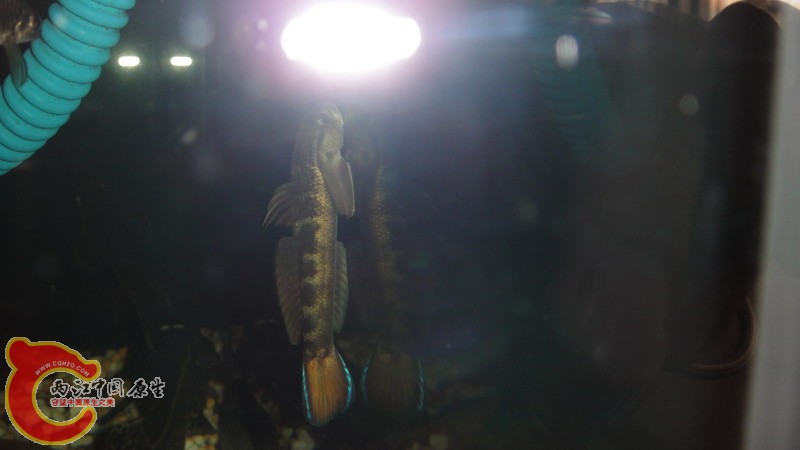DSC07853_缩小大小.JPG