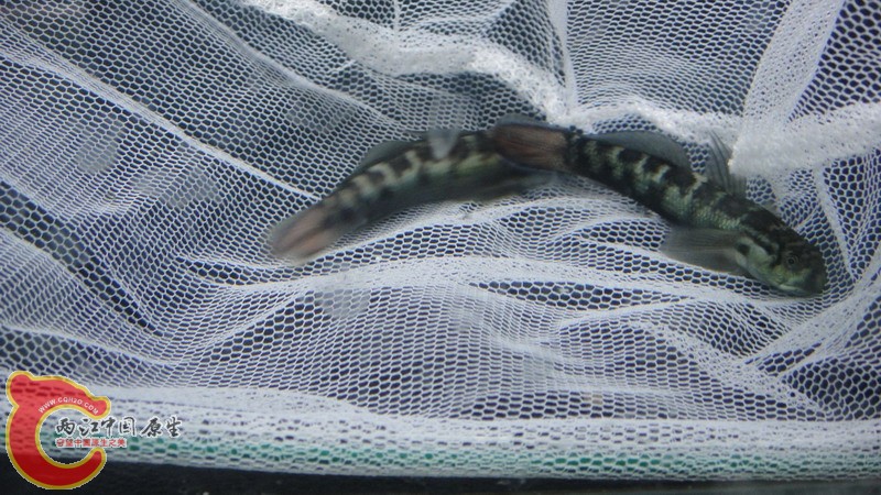 DSC07827_缩小大小.JPG