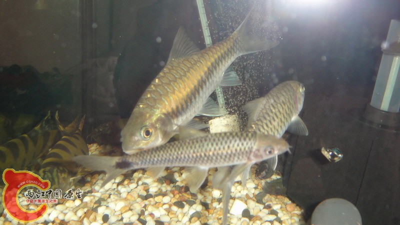 DSC07854_缩小大小.JPG