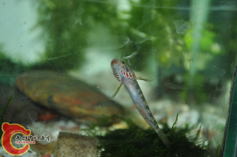 虾虎2.jpg