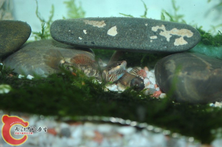 虾虎3.jpg