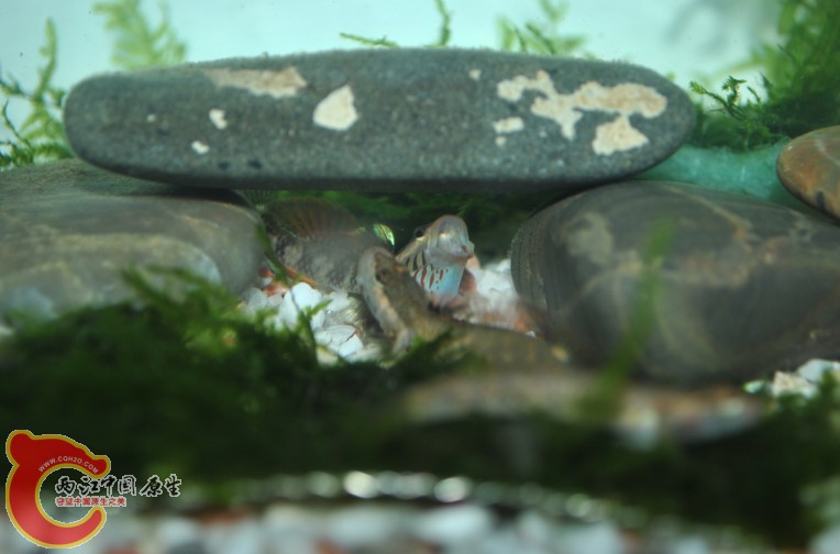 虾虎4.jpg