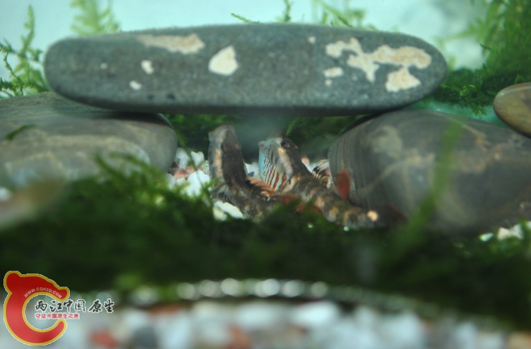 虾虎5.jpg