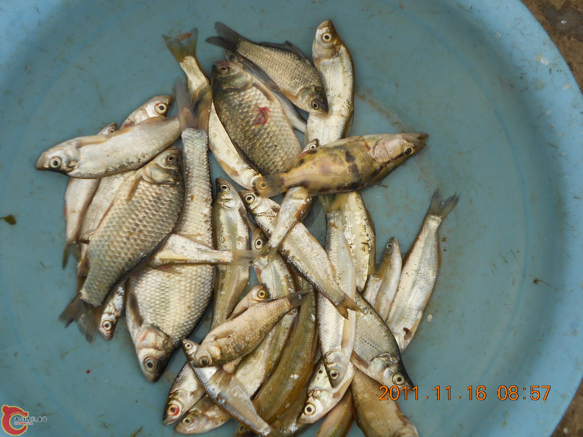 鲫鱼，翘嘴鲌，小鳜.JPG