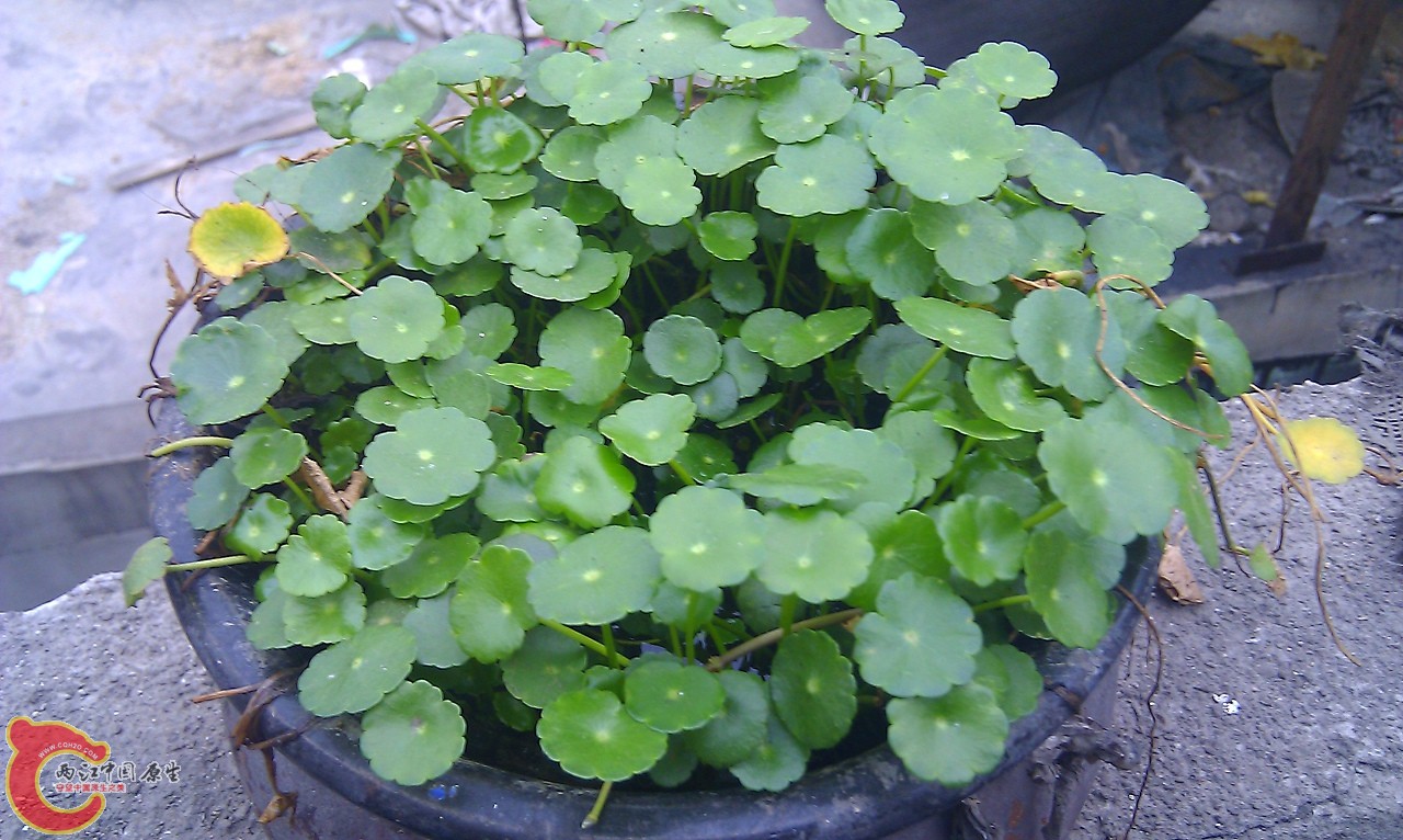 IMAG0658.jpg