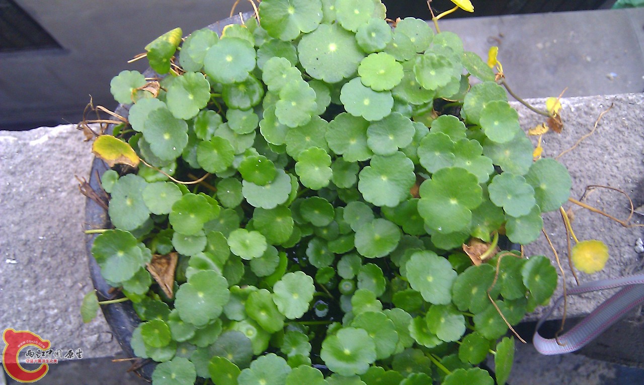 IMAG0659.jpg