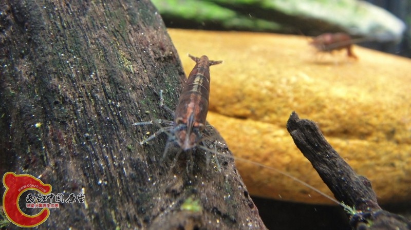 DSC02396 (800x448).jpg