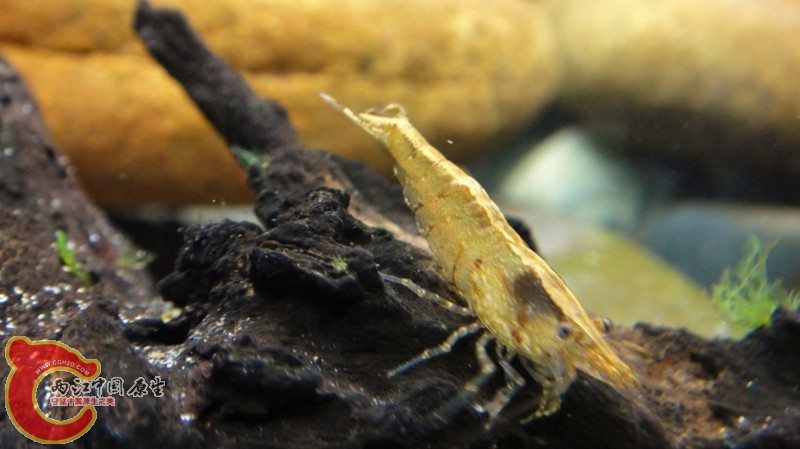 DSC02400 (800x449).jpg