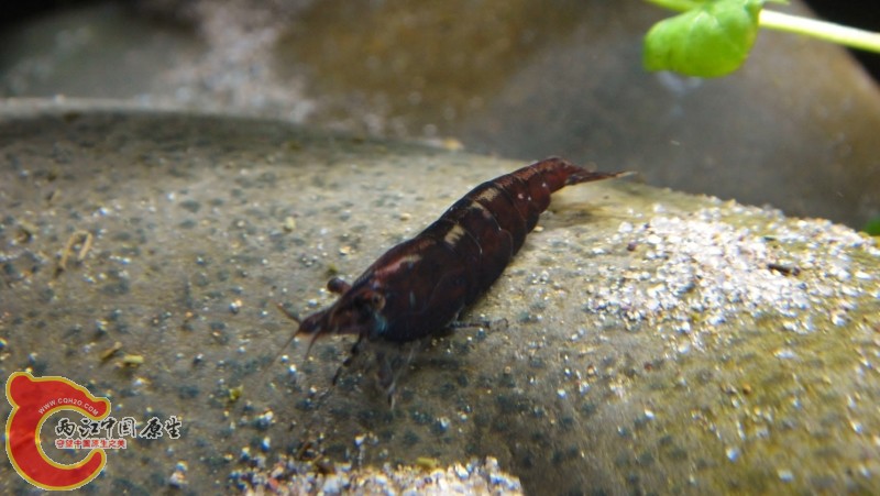 DSC02407 (800x451).jpg