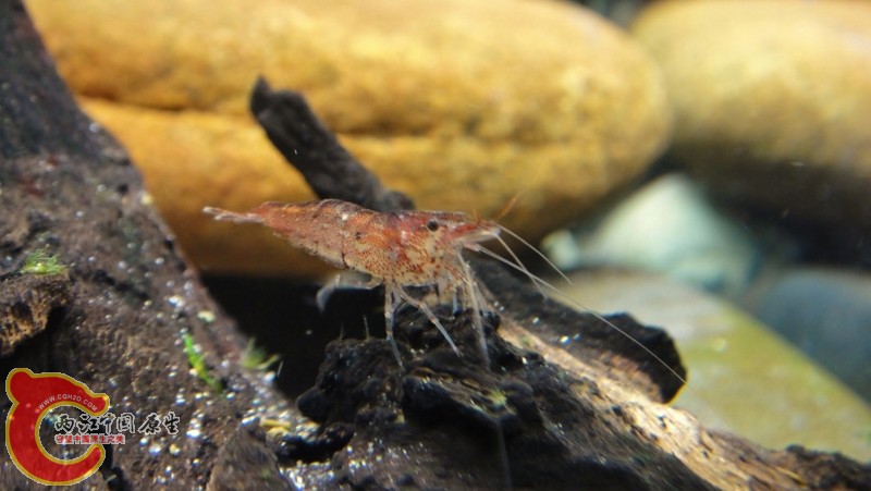 DSC02444 (800x451).jpg