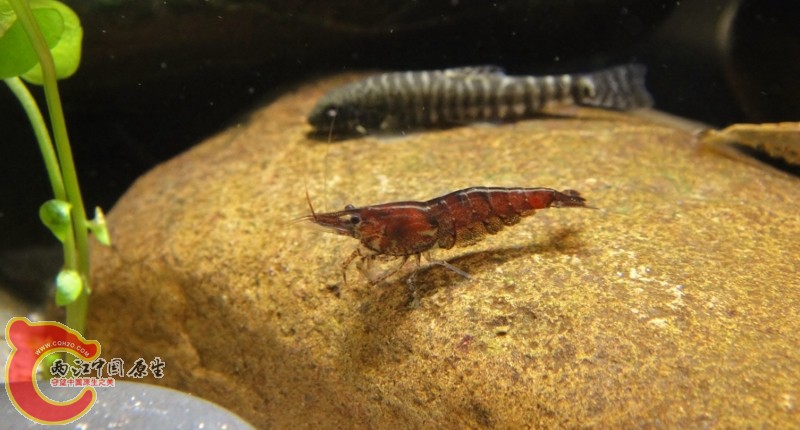 DSC02449 (800x430).jpg